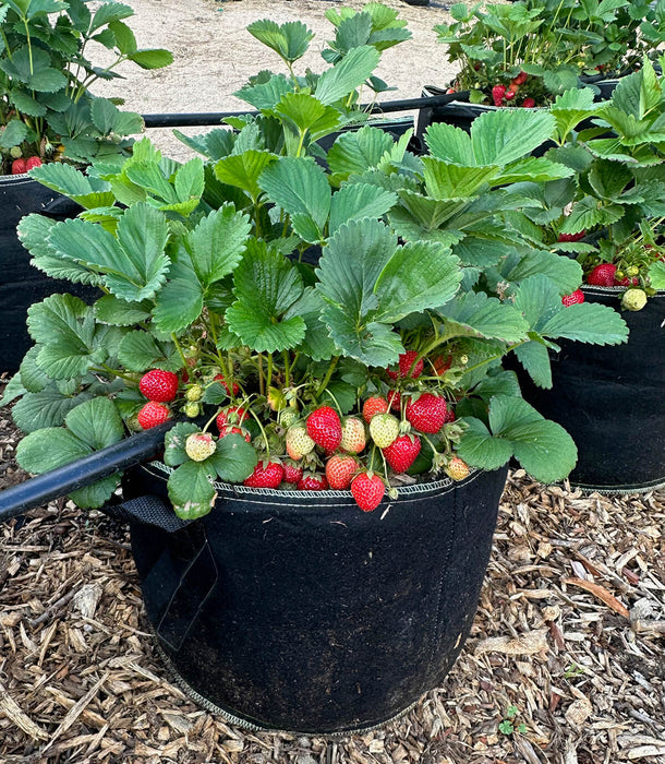 Heavy Duty Nonwoven Black Fabric Grow Bags strawberries